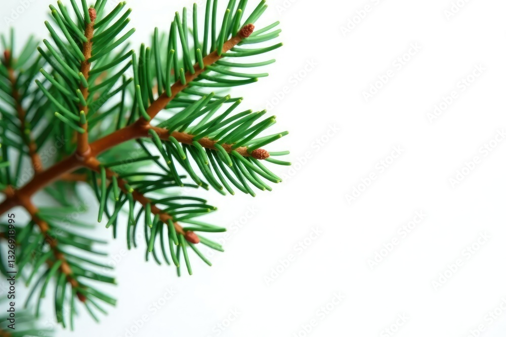Isolated pine branches against white background, evergreen, simple Isolated pine branches against white background, evergreen, simple