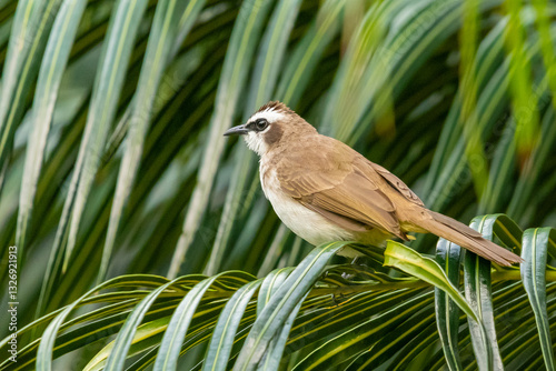 Yellow-vented bulbul (Pycnonotus goiavier) perched on a palm tree while observing its environment in La Union, Philippines photo