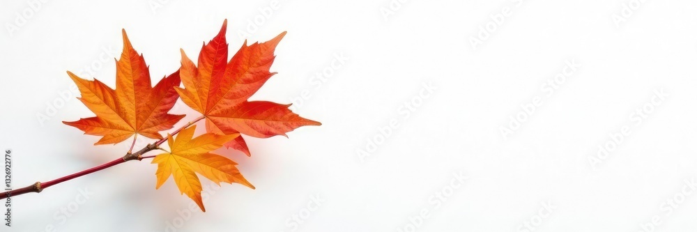 Single branch of maple tree against pure white surface, leaves, solo Single branch of maple tree against pure white surface, leaves, solo