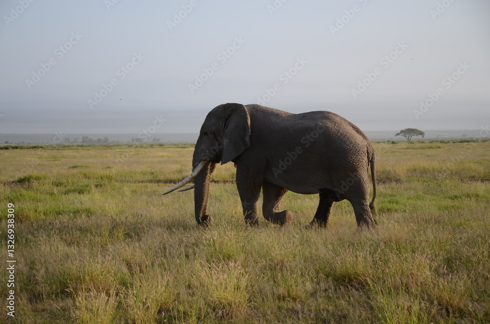 Fototapeta premium elephant in the savannah