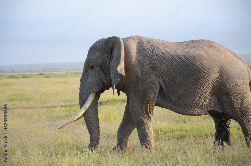 Fototapeta premium elephant in the wild from the side