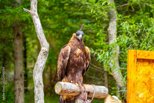 Close-up of a golden eagle wearing a cap covering its eyes. An eagle sits on a perch against a backdrop of green mountains. A bird of prey hunts for its prey. Falconry. National tradition of Asia.