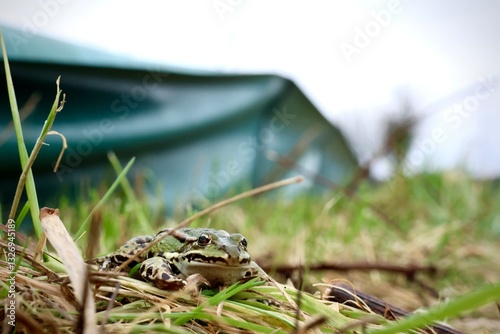 Frosch auf Krötenwanderung vor Amphibienzaun photo