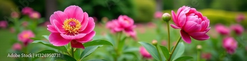 Vibrant peonies in full bloom against greenery in public garden, summer, vibrant