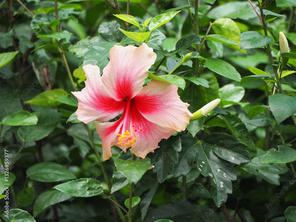 The Laura Pop : Queen of Tropic Flower. Chinese Rose plant with bright green leaves. Hibiscus rosa-sinensis is a flowering plant in the genus Hibiscus, family Malvaceae. It native to East Asia.
The Laura Pop : Queen of Tropic Flower. Chinese Rose plant with bright green leaves. Hibiscus rosa-sinensis is a flowering plant in the genus Hibiscus, family Malvaceae. It native to East Asia.