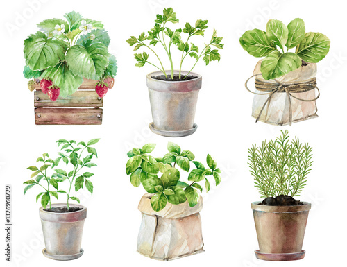 Quadro su tela Potted parsley, cabbage, tomato, rosemary, basil, strawberry seedlings watercolor illustration set isolated on white background