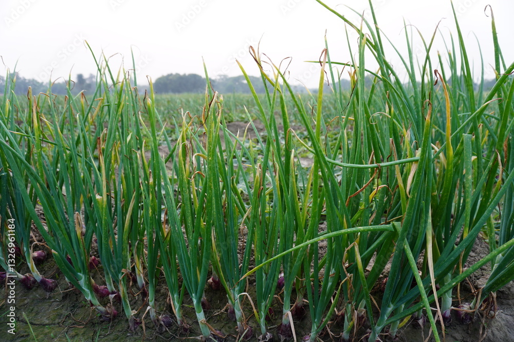 Fototapeta premium Several onion plants are on the ground with its long thin leaves 
