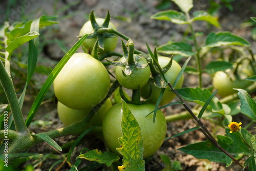 Wallpaper Mural A cluster of green tomatoes are on the plant  Torontodigital.ca