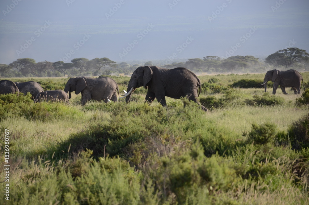herd of elephants herd of elephants