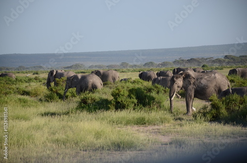 elephants in the savannah