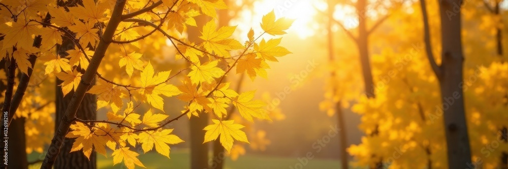Sunlit bright yellow aspen leaves on branches, tree, scenic Sunlit bright yellow aspen leaves on branches, tree, scenic