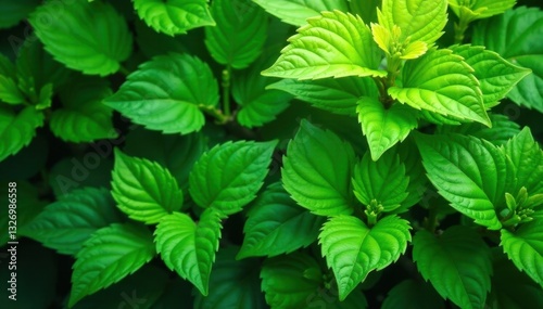 Vibrant green leaves, lush texture, natural backdrop, vegetation, overlay, background