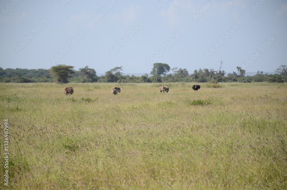 Ostrich Ostrich