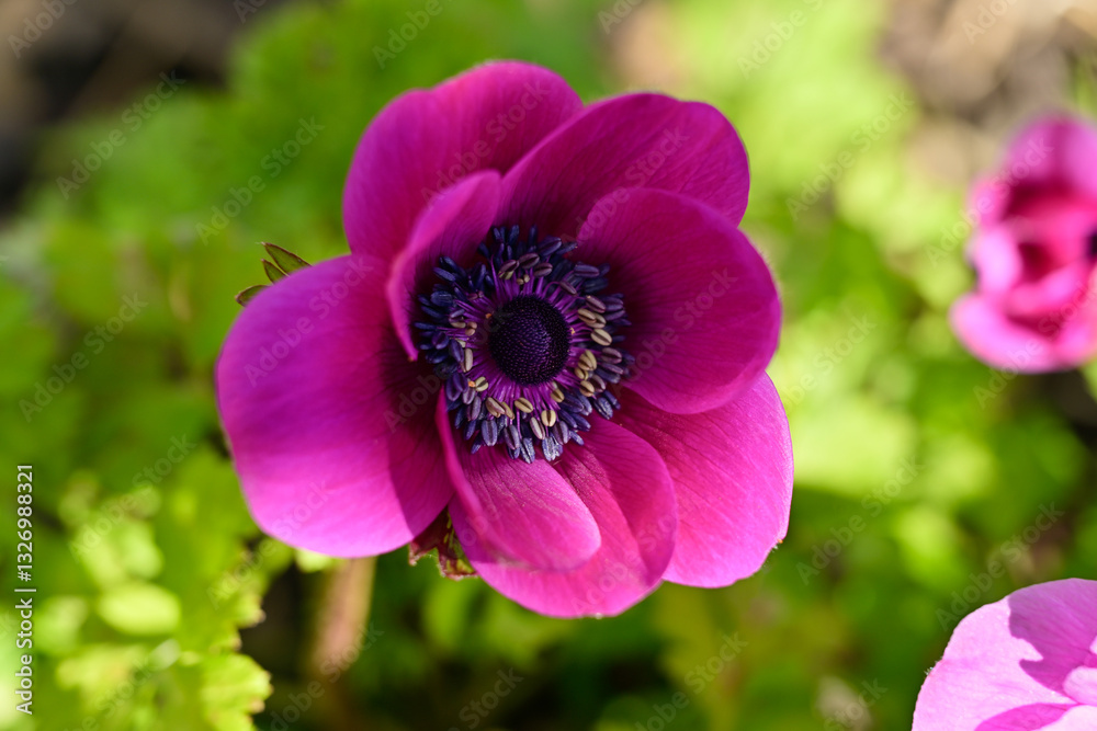 Fototapeta premium Gros plan d'une fleur d'anémone coronaire rose foncé, cadrée au milieu