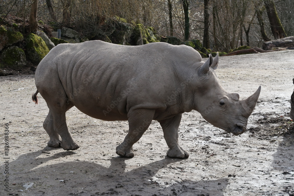 Obraz premium Nashorn im profil