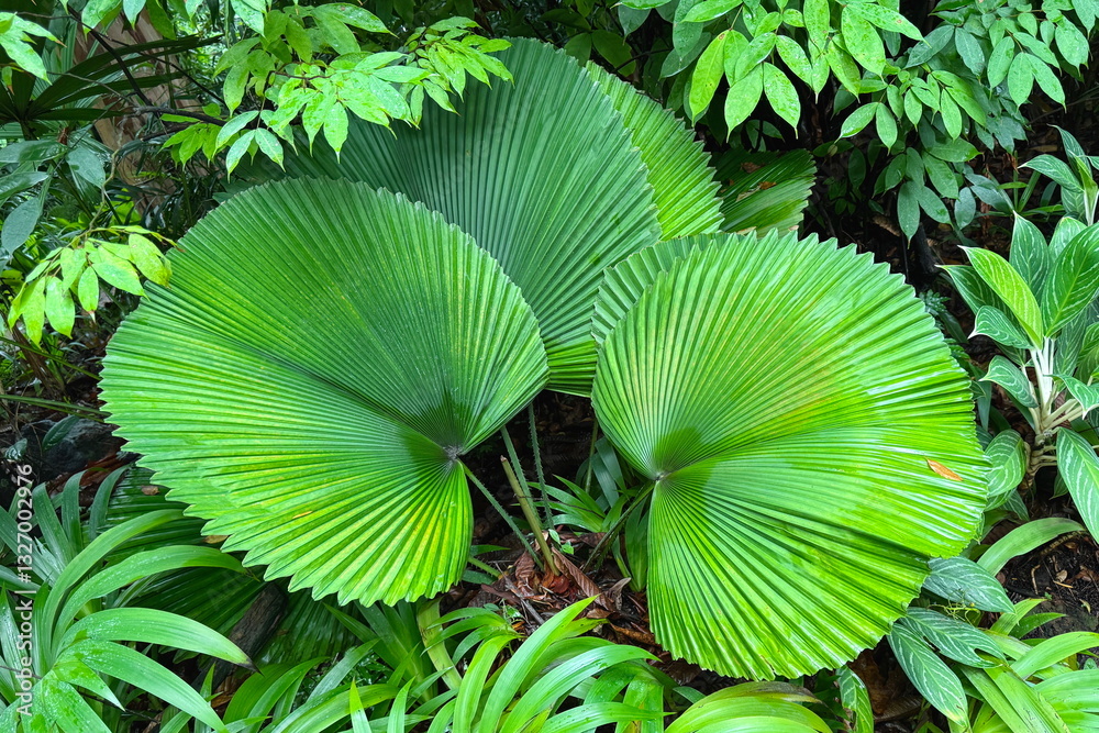 Green ruffled palms growing in the botanic gardens in Singapore