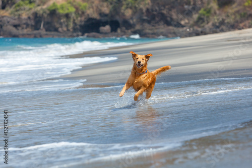 Happy golden retriever have fun on the beach. Run across the sea edge and happy play. Capturing joy, energy, and the excitement of a playful beach adventure.