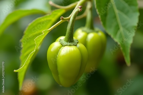 Multi-colorful bell peppers have a mild flavor and are less spicy than chili peppers