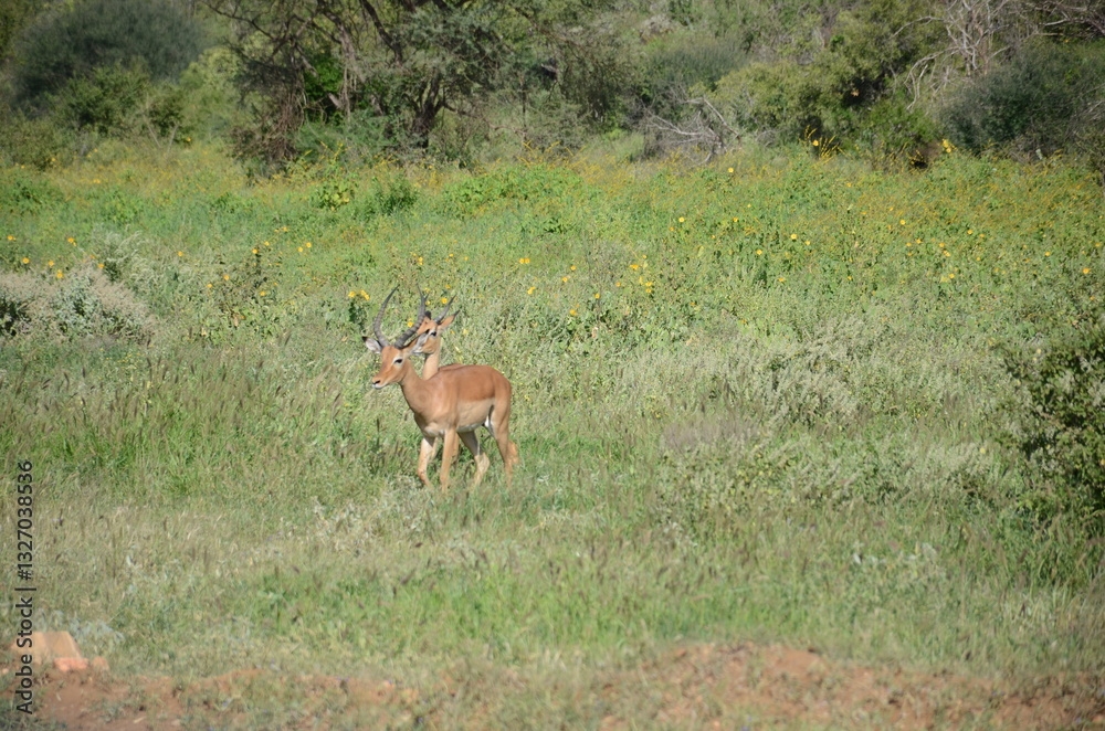 Naklejka premium Safari Tsavo East