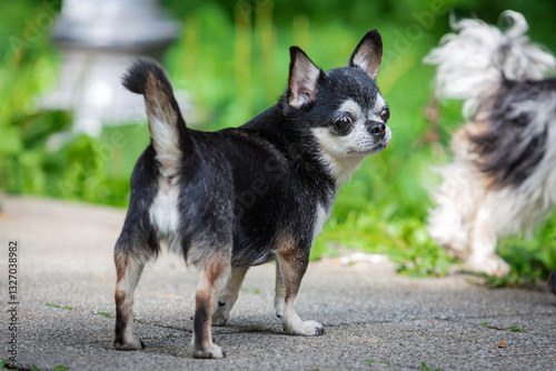 Domestic Chihuahua dog walks down the street. Chihuahua dog on a walk. Cute puppy early in the morning on a walk. A dog walks in the garden or park in autumn