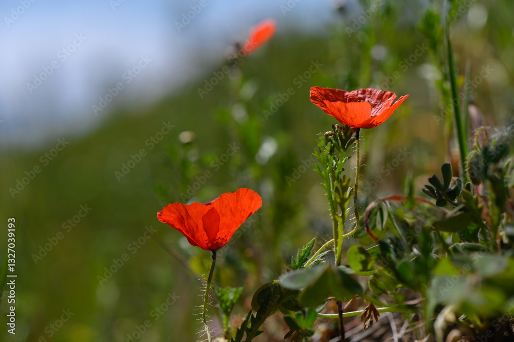 Fototapeta premium Vibrant red poppies swaying gently in the warm sunlight of a blooming meadow