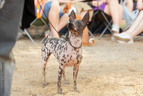 Wallpaper Mural The American Hairless Terrier dog posing at a dog show in summer. Torontodigital.ca