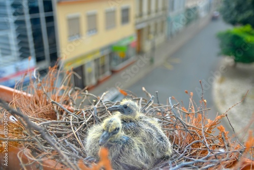 Two little squabs in the nest. Two days old baby pigeons. Pigeon bird nest on the window sill. The concept of pigeon life in the urban environment