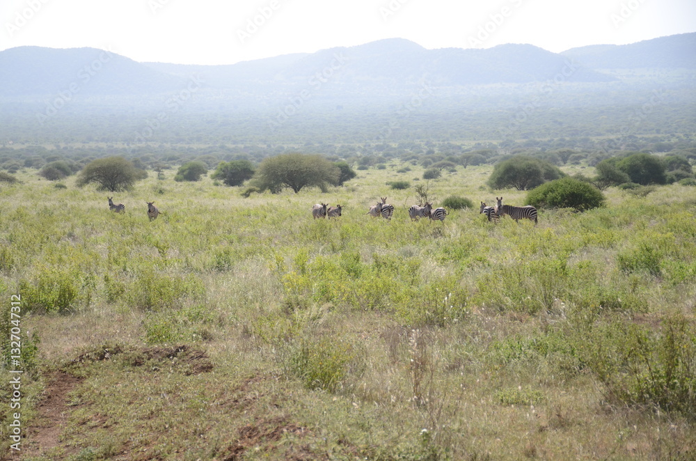 Safari Tsavo East Safari Tsavo East