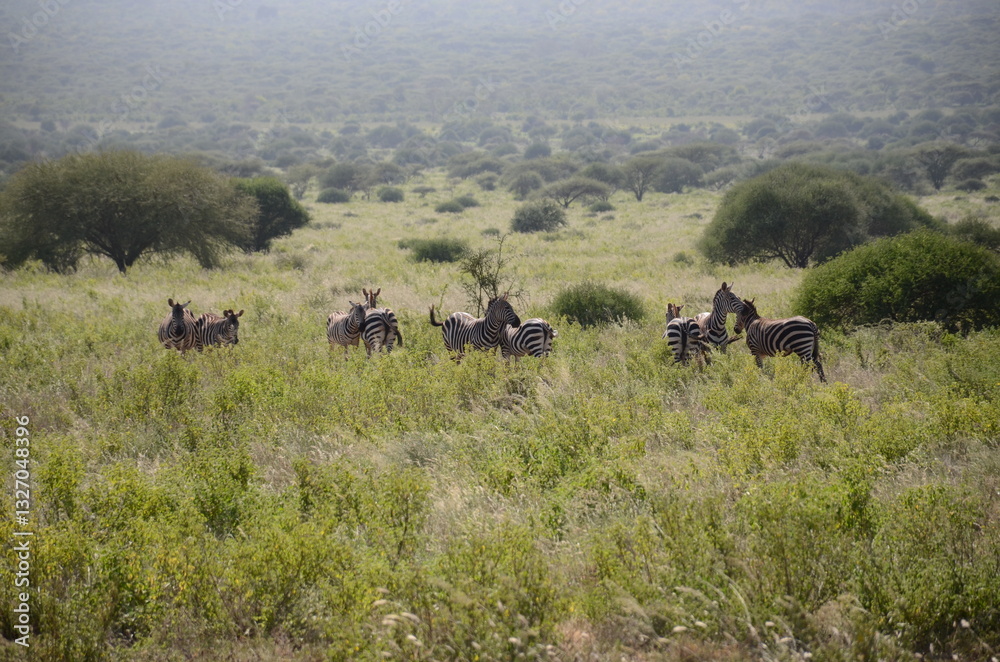 Fototapeta premium Safari Tsavo East