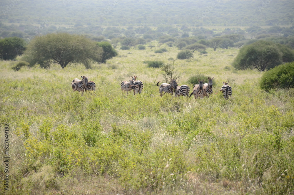 Obraz premium Safari Tsavo East
