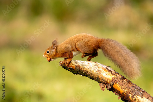 Red Squirrel (Sciurus vulgaris)