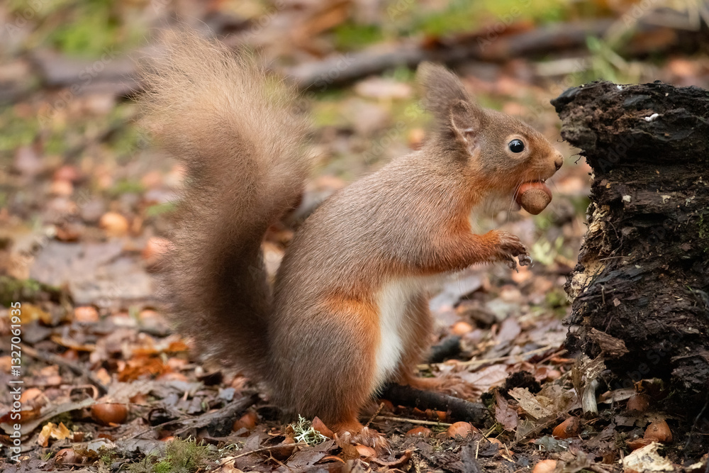 Red Squirrel (Sciurus vulgaris) Red Squirrel (Sciurus vulgaris)