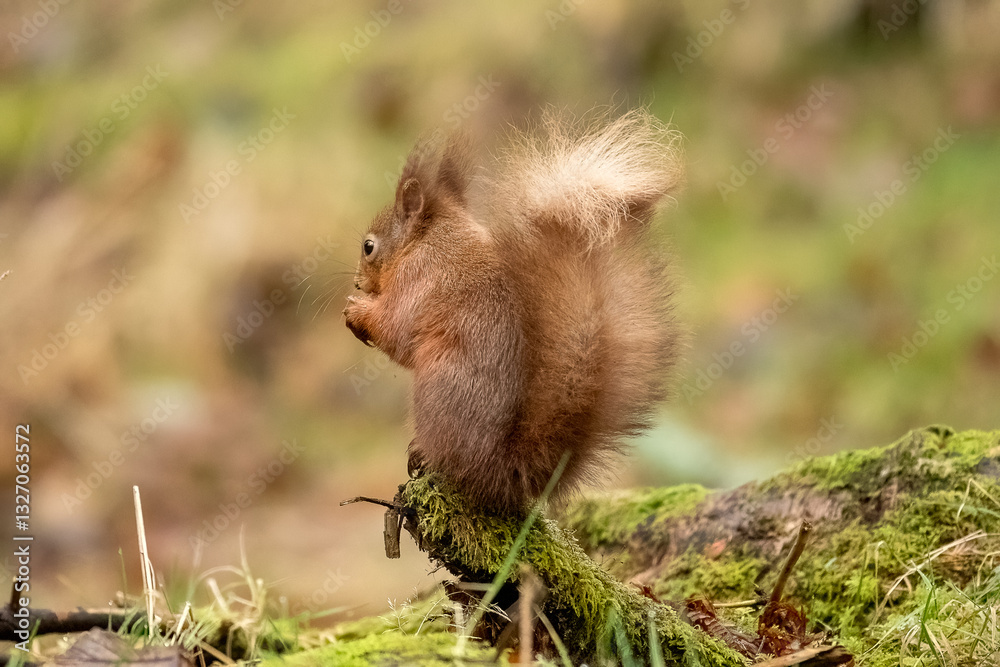 Red Squirrel (Sciurus vulgaris) Red Squirrel (Sciurus vulgaris)