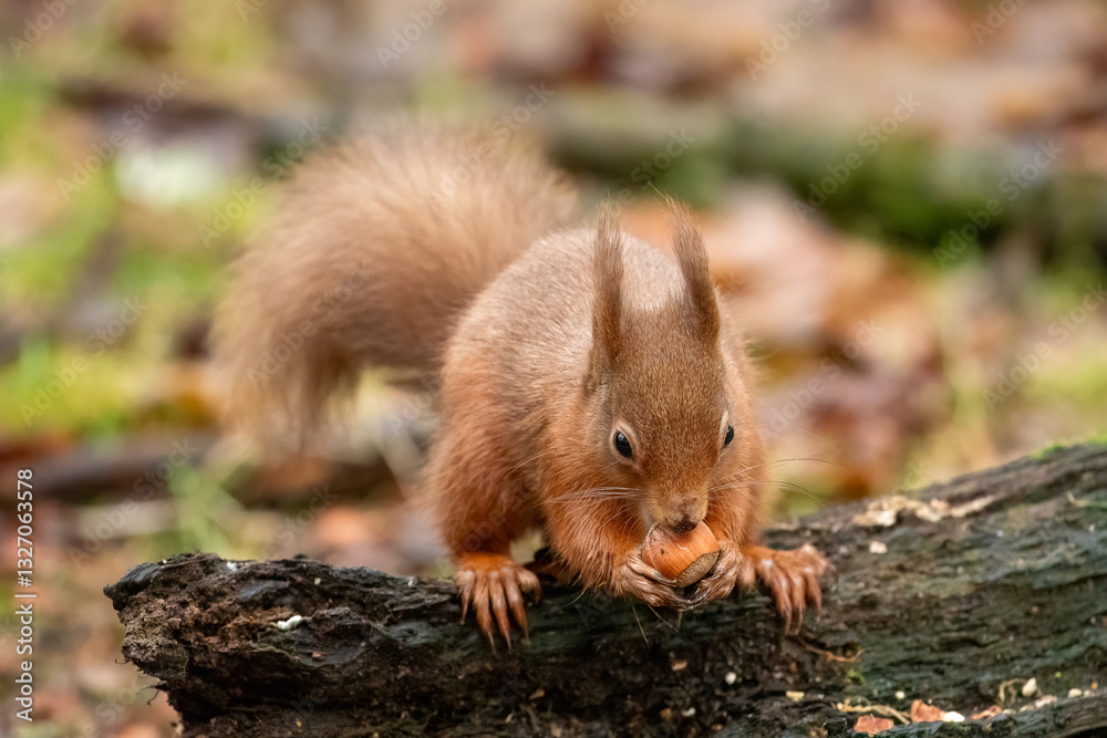 Obraz premium Red Squirrel (Sciurus vulgaris)