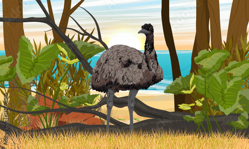 Australian emu standing in tropical jungle on seashore. Realistic vector landscape