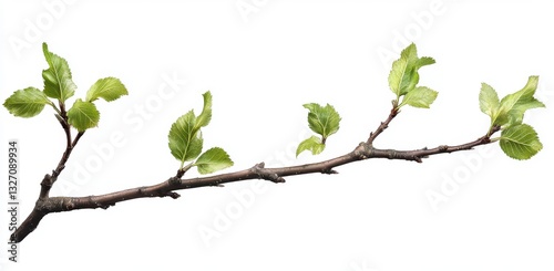 Horizontal Close Up of a Tree Branch with Light Green Leaves Against White Background