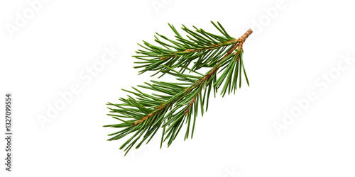 Spruce Tree Branch With Green Needles . Nature And Botanical Study Isolated On Transparent Background