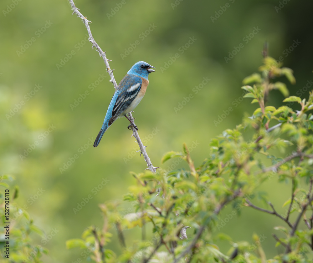 Lazuli Bunting singing Lazuli Bunting singing