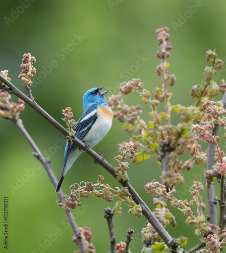 Lazuli Bunting singing