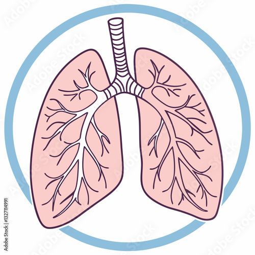 Lungs