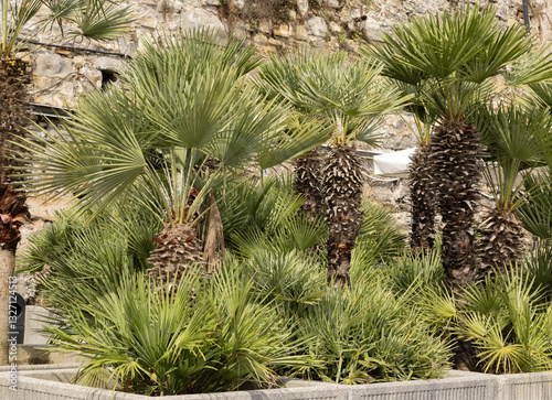 Palmier Chamaerops excelsa et humilis