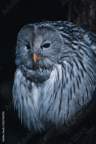 snowy owl