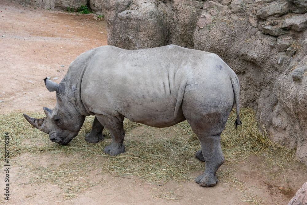 A very rare rhinoceros specimen (an endangered animal) A very rare rhinoceros specimen (an endangered animal)