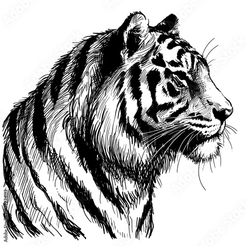 Fierce Tiger Line Drawing Tiger line art drawing ink sketch vector hand drawn illustration background