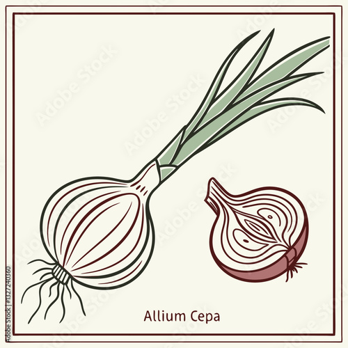 An illustrative depiction of an onion, showcasing its detailed structure, ready for your culinary endeavors.