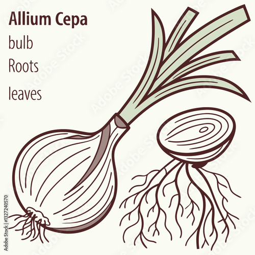 Detailed illustration of Allium Cepa showcasing the bulb, roots, and leaves, designed for educational or culinary contexts.