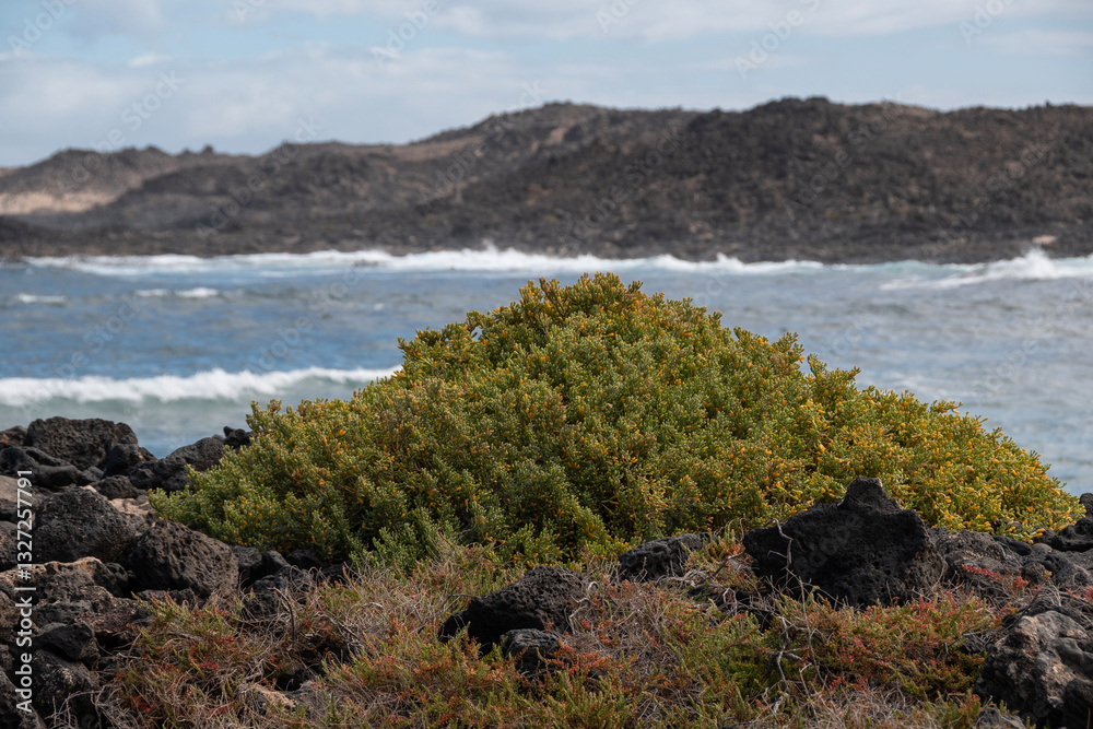 Suaeda marítima en la costa norte de Fuerteventura.