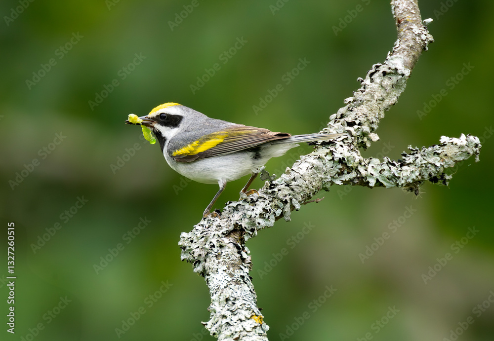 Obraz premium Golden-winged warbler Vermivora chrysoptera perched on a lichen covered branch with a caterpillar in its beak