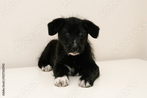 Obraz na płótnie Adorable Black Puppy Resting Calmly w salonie