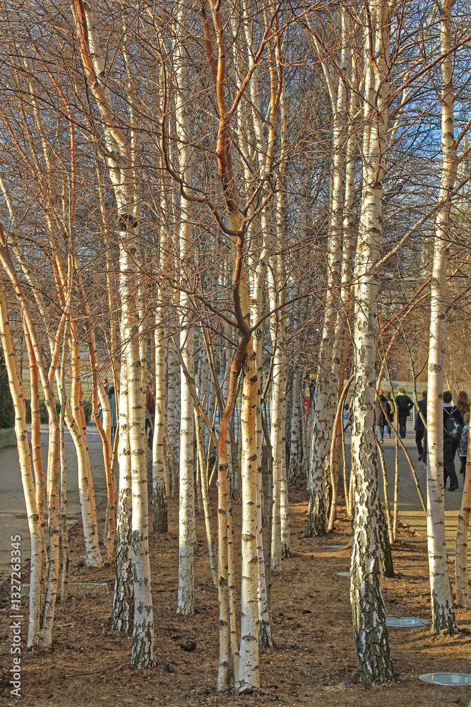 White Birch Woods with Fallen Leaves Spring Day in London United Kingdom
